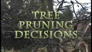 Tree Pruning Decisions