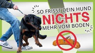 Wie Du deinem Hund beibringst nichts vom BODEN zu fressen