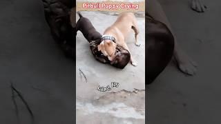 Pitbull Dog Fight Or American Bully ? #shorts #dogs #pitbull #pitbullpuppy #animals #dogslover #dog