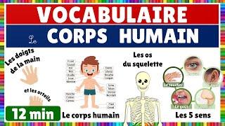 Vocabulaire : le corps humains || Les mains, les pieds, le corps humain, le squelette, les 5 sens