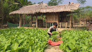 Poor boy - Harvesting mustard greens in the garden to sell - Living with nature