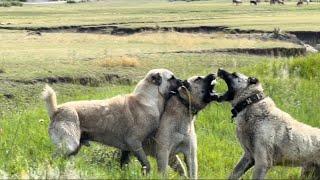 BU KÖPEKLER FENA..! ÖNCE KÜÇÜK BERAZA SONRA ZALIMA. #anadoluaslanı #kangaldog #animals