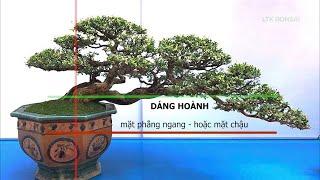 Tìm hiểu về các loại Dáng - Thế Bonsai nghệ thuật và ý nghĩa trong đời sống