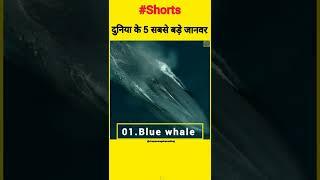 दुनिया के 5 सबसे बड़े जानवर #Shorts #Biggestanimals #VinayAveragesTopRanking #youtubeshorts