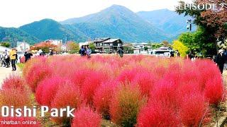 Oishi park and Kawaguchiko lake Fuji mountain at the autumn【 富士山 】【 大石公園 】| #explorejapan #大石公園 #富士山