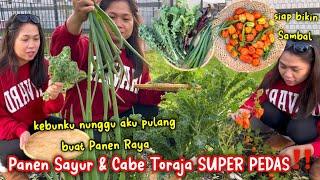 PANEN RAYA DIKEBUN LAGI‼️DINGIN BANGET TAPI CABE2KU BERTAHAN NUNGGU AKU PULANG