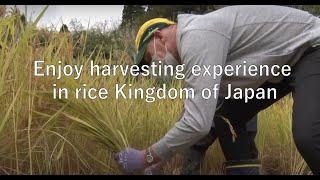 "Rice Harvesting experience" in Tokamachi, Niigata