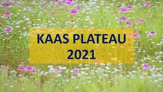 Kaas Plateau | Kaas Pathar Satara | September 2021 | Quick travel guide to Kaas | World Heritage