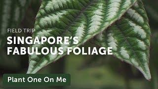 Singapore Botanic Garden Tour: Foliage Garden — Plant One On Me — Ep 132