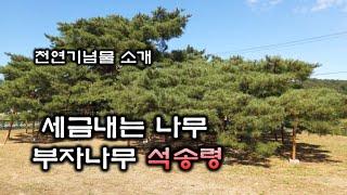 세금내는 부자나무 석송령, 천연기념물 294호 ,수령 700년의 소나무