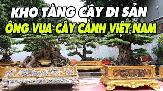 Mãn nhãn vườn cây Di Sản của ông vua cây cảnh Việt Nam