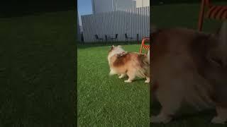 собака которую зовут Егор миранир
