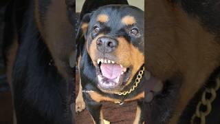 angry dog growling and barking #viral #rottweiler #angrypuppy #cutepet #dog #cat #angryanimal