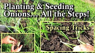 How to Plant Onion Transplants & Seeds, Spacing Strategies, Soil Set-Up, Fertilizing, & Watering