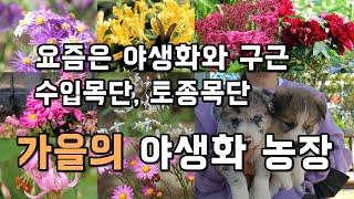 저렴하고 잘 안죽는 야생화 추천, 가을의 야생화 농장