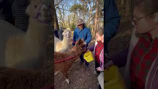 Alpaca morning walk through Woodlands 2023