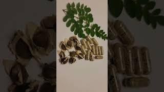 Moringa Seed Capsules #moringa #moringatree #moringaseeds