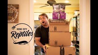 Unboxing $500 Reptile Supplies from Amazon