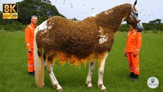 Heroic Rescue: White Horse Covered in Millions of Bees Saved by Brave Team!"  | Survival Story