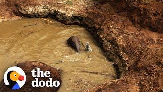 Baby Elephant And Mom Are Stuck In A Well Full Of Water | The Dodo