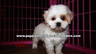 Bichon Poo, Shih Poo, Maltipoo, Cavapoo, Morkie, Puppies For Sale, Atlanta, Georgia Local Breeders