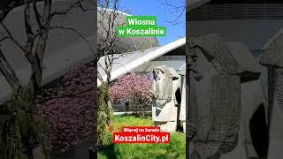 #Wiosna w #Koszalin #KoszalinCity #amfiteatr #park #natura #spring #nature #naturelovers