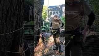 Hands-on with the Notch Catalyst Harness - TreeStuff #shorts