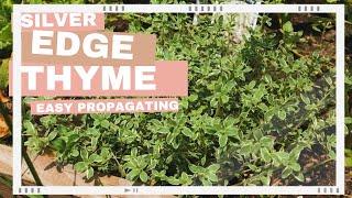 Silver Edged Thyme | Propagating | How to