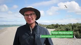 Mud Islands - A Victorian bird haven in Port Phillip Bay