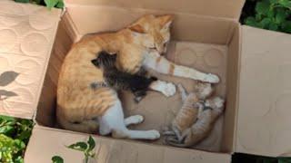 The suffering of a sick mother cat and her abandoned kittens.