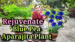 Rejuvenate your old Blue Pea or Aparajita Plant to get Enormous Blooming Again and Again