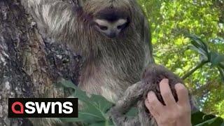 Baby sloth reunited with mum after it was found crying on a beach   | SWNS