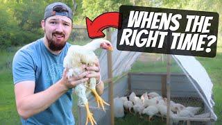 Can We Butcher These CHICKENS!?