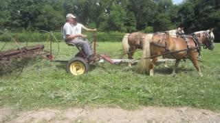 Dump Rake and Discing with Haflinger Horses