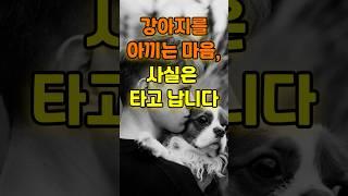강아지를 아끼는 감정은 학습이 아니라 본능적으로 타고나는 성향일 수 있다는 연구적 관점 소개  |  강아지 성격을 파괴하는 주인의 행동 강아지 #애견영상 #dog