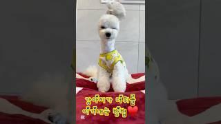 귀여움주의강아지가 더위 이겨내는 방법ㅋㅋㅋ #dog #귀여운강아지 #adorable #dogfunny #shorts @하이배추tv