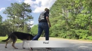 Kobe before and after: German Shepherd Dog Training in Columbia, South Carolina