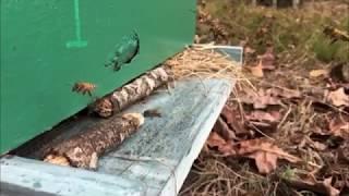 Beekeeping for Beginners: Simple Beekeeping Part 1