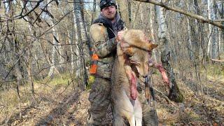 BIG LUCK ON THE DRIVED HUNT! THE WOLF CAME OUT TO THE NUMBER!