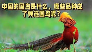 中国的国鸟是什么，哪些品种成了候选国鸟呢？