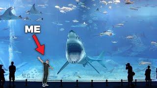 SEA Aquarium - 2nd Largest Aquarium in The World!! - (Private Tour)