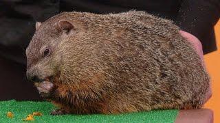 Jarod Miller Stops by with Rocky the Groundhog