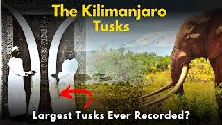 The Kilimanjaro Tusks | Largest Tusks Ever Recorded