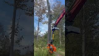 BioJack combi shear cutting 22" tree on 8-ton excavator