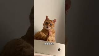 【#猫咪叫不苦】《给妈妈吃一口》 #萌宠出道计划 #万物可爱计划
