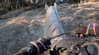 Tennessee  Walking Horse Learning To Canter -  Sara   -Gaited Horse Training