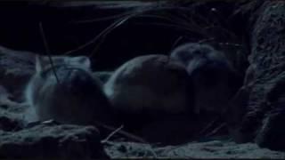 Roborovski hamsters - BBC 'Wild China'