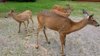 Hungry Deer