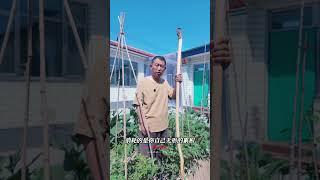 【史楍酼】太闲不等于养生 #养生 #站桩