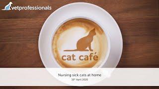 Nursing sick cats at home - 16 April 2020